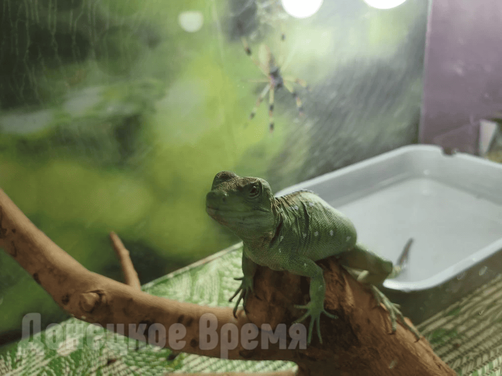 IMG_20260419_223146 Погладить дикобраза, подержать змею, пообщаться с кенгуру: в Горловку впервые приехала выставка экзотических животных