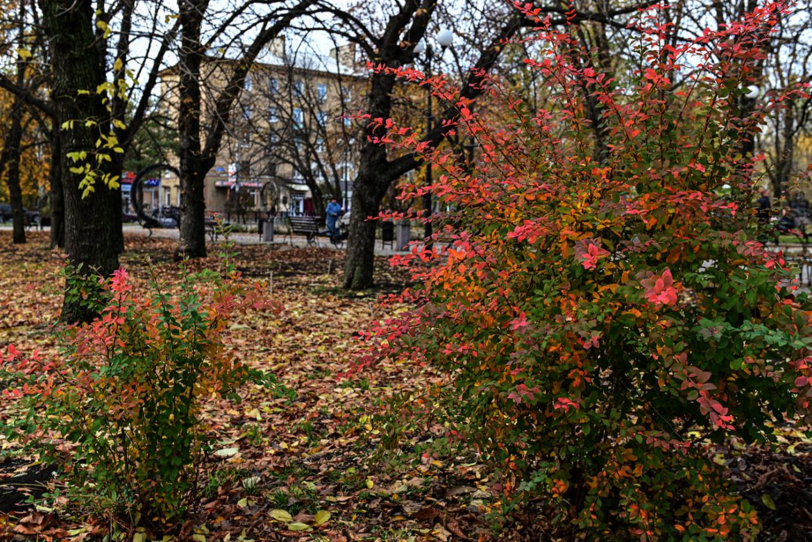 photo_2026-10-06_13-42-29 “Бабье лето” пришло в Донецк: синоптики обещают теплую погоду без дождей всю неделю